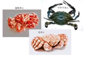 お中元に贈るおすすめのカニは?【2025–2026年版】